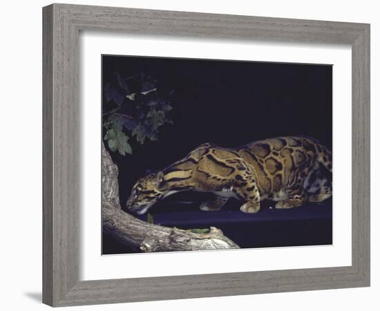 Rare Clouded Leopard Crouching near Tree, Asia-Nina Leen-Framed Photographic Print