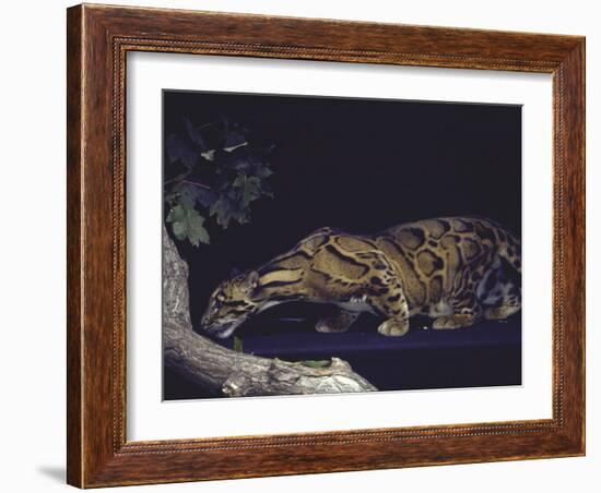 Rare Clouded Leopard Crouching near Tree, Asia-Nina Leen-Framed Photographic Print