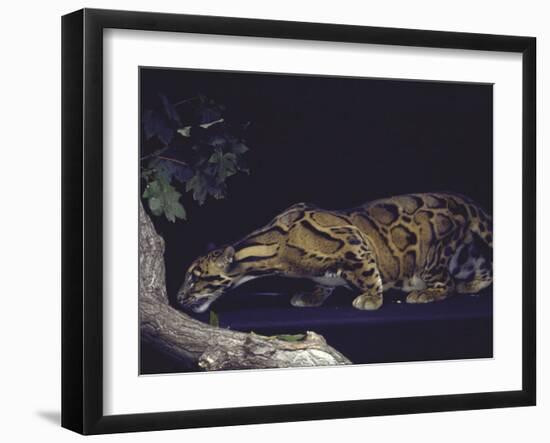 Rare Clouded Leopard Crouching near Tree, Asia-Nina Leen-Framed Photographic Print