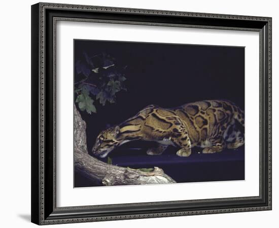 Rare Clouded Leopard Crouching near Tree, Asia-Nina Leen-Framed Photographic Print