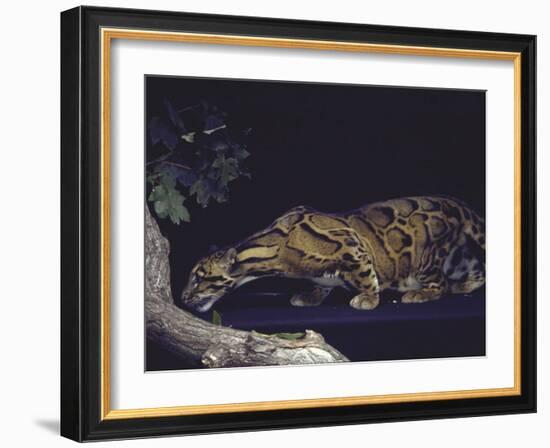 Rare Clouded Leopard Crouching near Tree, Asia-Nina Leen-Framed Photographic Print