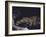 Rare Clouded Leopard Crouching near Tree, Asia-Nina Leen-Framed Photographic Print