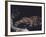 Rare Clouded Leopard Crouching near Tree, Asia-Nina Leen-Framed Photographic Print