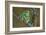 Rare Dog-Frog-null-Framed Art Print