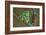 Rare Dog-Frog-null-Framed Art Print