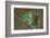 Rare Dog-Frog-null-Framed Art Print