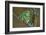 Rare Dog-Frog-null-Framed Art Print