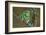 Rare Dog-Frog-null-Framed Art Print