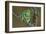 Rare Dog-Frog-null-Framed Art Print