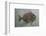 Rare fossilised fish. Artist: Unknown-Unknown-Framed Photographic Print