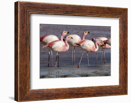 Rare James's flamingos (Phoenicoparrus jamesi), Eduardo Avaroa Andean Fauna National Reserve-Michael Nolan-Framed Photographic Print