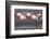 Rare James's flamingos (Phoenicoparrus jamesi), Eduardo Avaroa Andean Fauna National Reserve-Michael Nolan-Framed Photographic Print