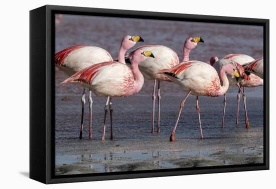 Rare James's flamingos (Phoenicoparrus jamesi), Eduardo Avaroa Andean Fauna National Reserve-Michael Nolan-Framed Premier Image Canvas