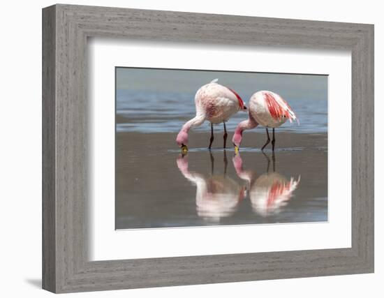 Rare James's flamingos (Phoenicoparrus jamesi), Eduardo Avaroa Andean Fauna National Reserve-Michael Nolan-Framed Photographic Print