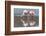 Rare James's flamingos (Phoenicoparrus jamesi), Eduardo Avaroa Andean Fauna National Reserve-Michael Nolan-Framed Photographic Print