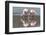 Rare James's flamingos (Phoenicoparrus jamesi), Eduardo Avaroa Andean Fauna National Reserve-Michael Nolan-Framed Photographic Print