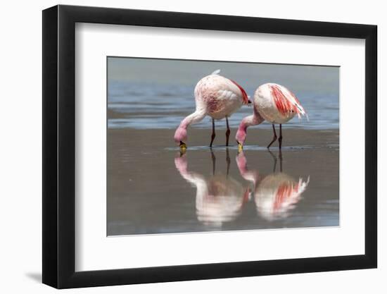 Rare James's flamingos (Phoenicoparrus jamesi), Eduardo Avaroa Andean Fauna National Reserve-Michael Nolan-Framed Photographic Print