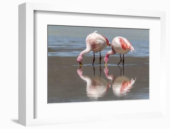 Rare James's flamingos (Phoenicoparrus jamesi), Eduardo Avaroa Andean Fauna National Reserve-Michael Nolan-Framed Photographic Print