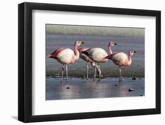 Rare James's flamingos (Phoenicoparrus jamesi), Eduardo Avaroa Andean Fauna National Reserve-Michael Nolan-Framed Photographic Print