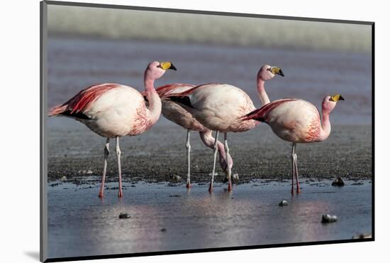 Rare James's flamingos (Phoenicoparrus jamesi), Eduardo Avaroa Andean Fauna National Reserve-Michael Nolan-Mounted Photographic Print