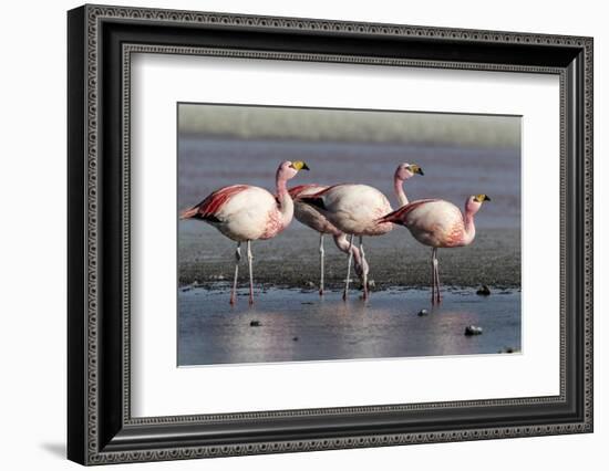 Rare James's flamingos (Phoenicoparrus jamesi), Eduardo Avaroa Andean Fauna National Reserve-Michael Nolan-Framed Photographic Print