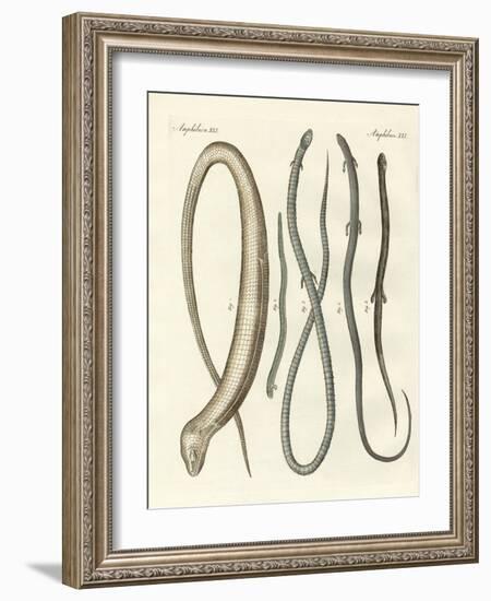 Rare Reptiles-null-Framed Giclee Print