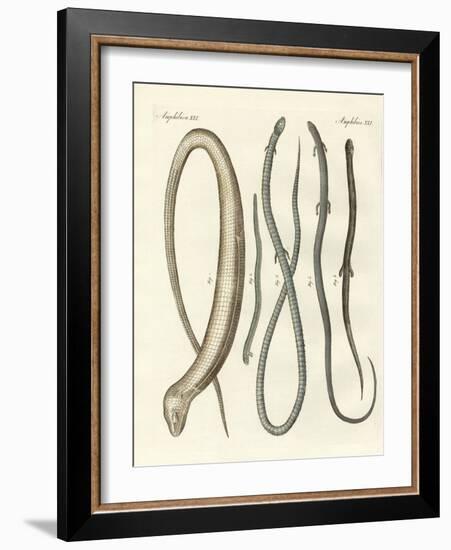 Rare Reptiles-null-Framed Giclee Print