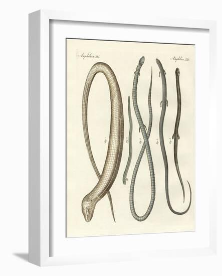Rare Reptiles-null-Framed Giclee Print