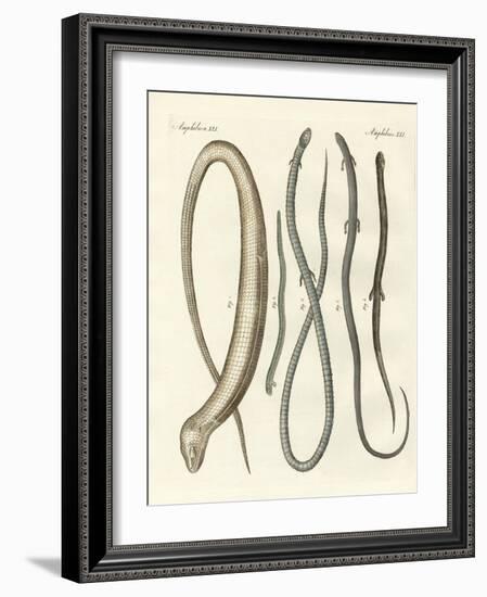 Rare Reptiles-null-Framed Giclee Print