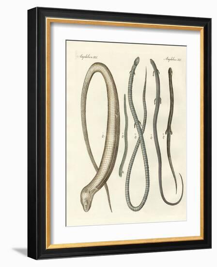 Rare Reptiles-null-Framed Giclee Print