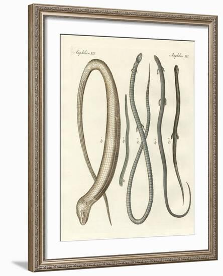 Rare Reptiles-null-Framed Giclee Print