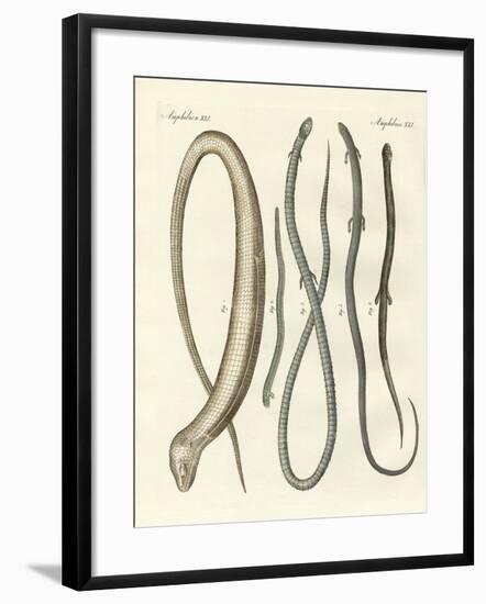 Rare Reptiles-null-Framed Giclee Print