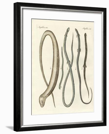 Rare Reptiles-null-Framed Giclee Print