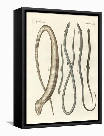 Rare Reptiles-null-Framed Premier Image Canvas