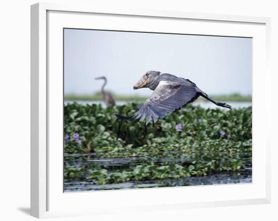 Rare Shoebill, or Whale-Headed Stork Lives in Papyrus Swamps and River Marshes-Nigel Pavitt-Framed Photographic Print