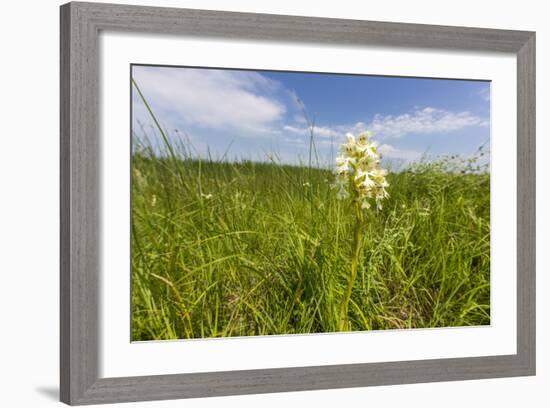 Rare Western Prairie Fringed Orchid, Sheyenne National Grasslands, North Dakota, USA-Chuck Haney-Framed Photographic Print