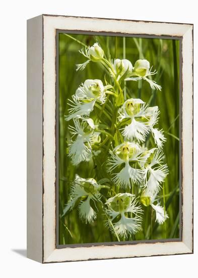 Rare Western Prairie Fringed Orchid, Sheyenne National Grasslands, North Dakota, USA-Chuck Haney-Framed Premier Image Canvas