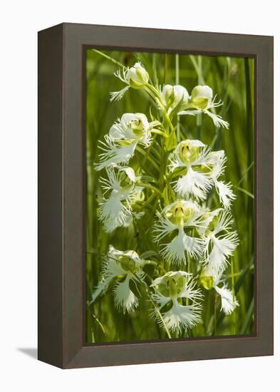 Rare Western Prairie Fringed Orchid, Sheyenne National Grasslands, North Dakota, USA-Chuck Haney-Framed Premier Image Canvas