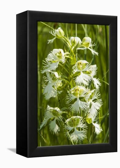 Rare Western Prairie Fringed Orchid, Sheyenne National Grasslands, North Dakota, USA-Chuck Haney-Framed Premier Image Canvas