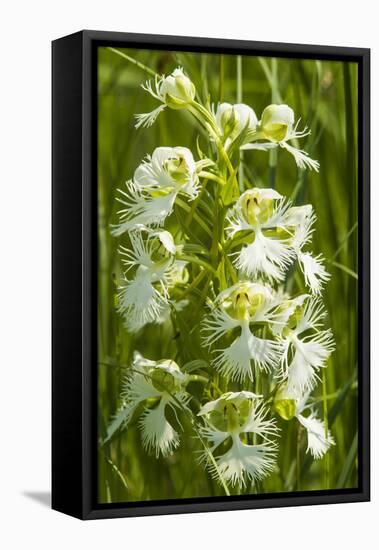 Rare Western Prairie Fringed Orchid, Sheyenne National Grasslands, North Dakota, USA-Chuck Haney-Framed Premier Image Canvas