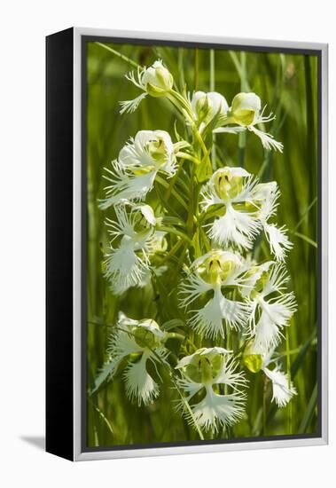 Rare Western Prairie Fringed Orchid, Sheyenne National Grasslands, North Dakota, USA-Chuck Haney-Framed Premier Image Canvas