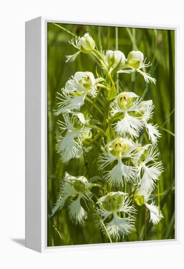 Rare Western Prairie Fringed Orchid, Sheyenne National Grasslands, North Dakota, USA-Chuck Haney-Framed Premier Image Canvas