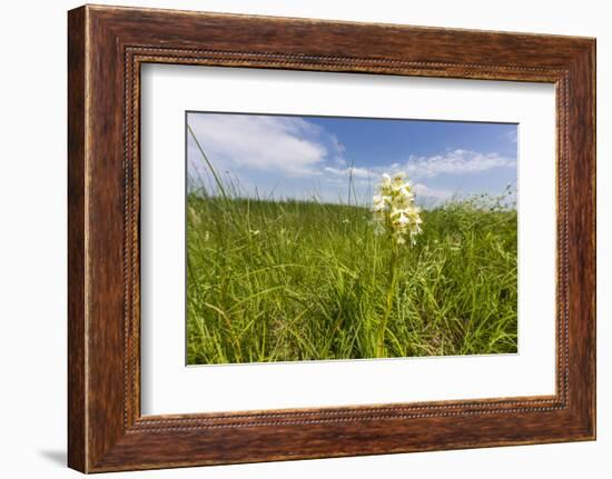 Rare Western Prairie Fringed Orchid, Sheyenne National Grasslands, North Dakota, USA-Chuck Haney-Framed Photographic Print