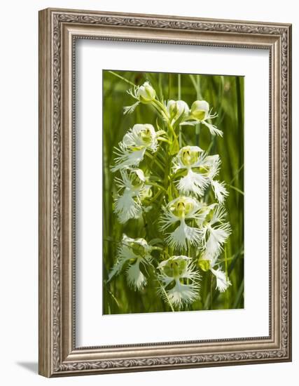 Rare Western Prairie Fringed Orchid, Sheyenne National Grasslands, North Dakota, USA-Chuck Haney-Framed Photographic Print