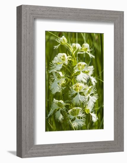 Rare Western Prairie Fringed Orchid, Sheyenne National Grasslands, North Dakota, USA-Chuck Haney-Framed Photographic Print