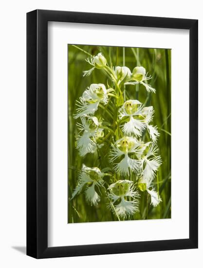 Rare Western Prairie Fringed Orchid, Sheyenne National Grasslands, North Dakota, USA-Chuck Haney-Framed Photographic Print