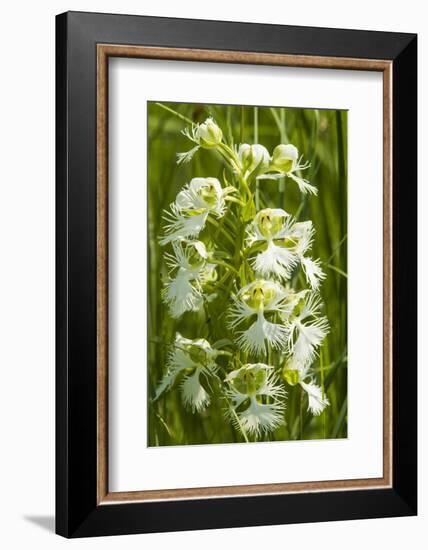 Rare Western Prairie Fringed Orchid, Sheyenne National Grasslands, North Dakota, USA-Chuck Haney-Framed Photographic Print