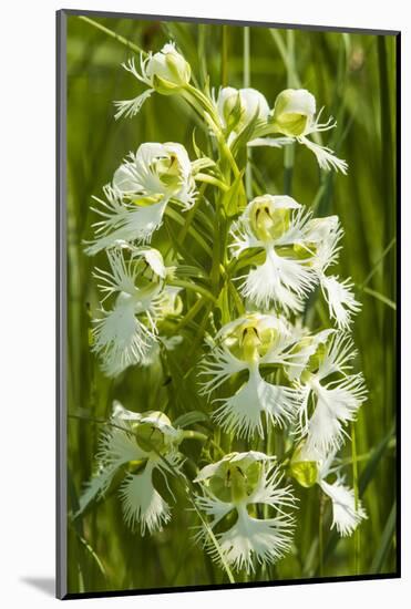 Rare Western Prairie Fringed Orchid, Sheyenne National Grasslands, North Dakota, USA-Chuck Haney-Mounted Photographic Print