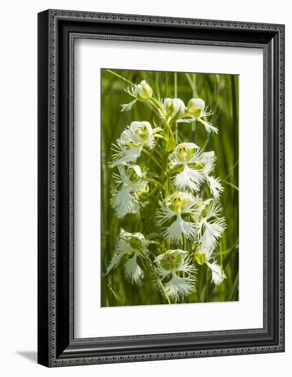 Rare Western Prairie Fringed Orchid, Sheyenne National Grasslands, North Dakota, USA-Chuck Haney-Framed Photographic Print