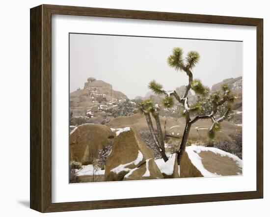 Rare Winter Snowfall, Hidden Valley, Joshua Tree National Park, California, USA-Richard Cummins-Framed Photographic Print